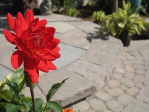 Paver Patio Maintenance Tips to Keep Your Outdoor Space Looking New 1 Paver Patio Maintenance Tips
