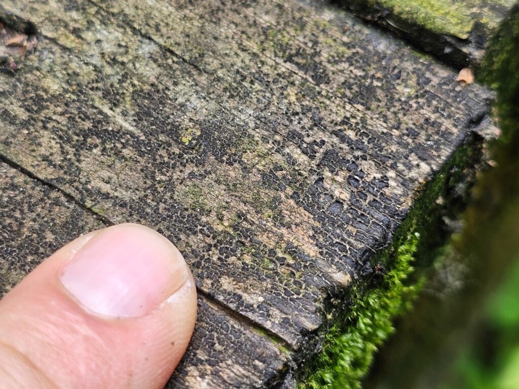 Weathered deck boards being restored with wood stain
